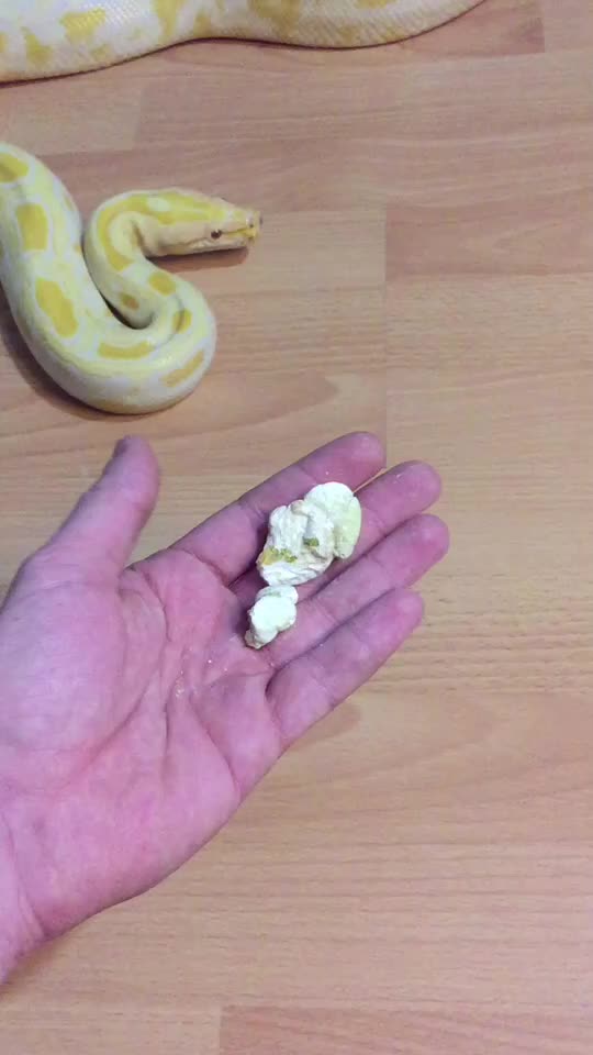 @🐍 ТИГРАнутый 🐍