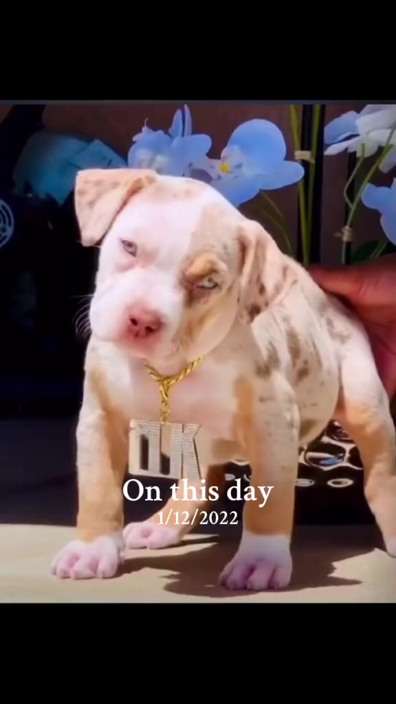 @Tribe Bully Kennels