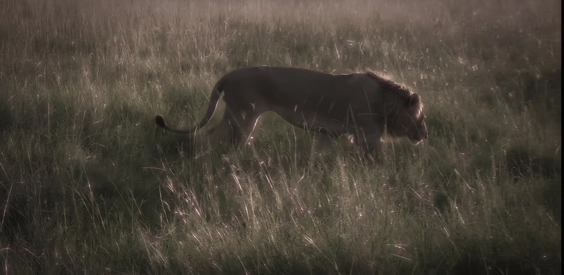 @lion_world5