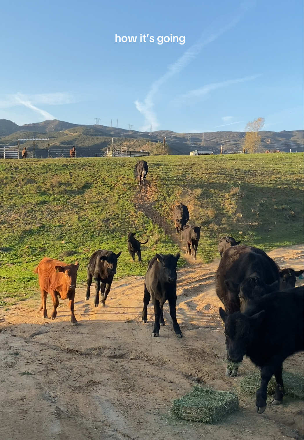 @hvrcattle