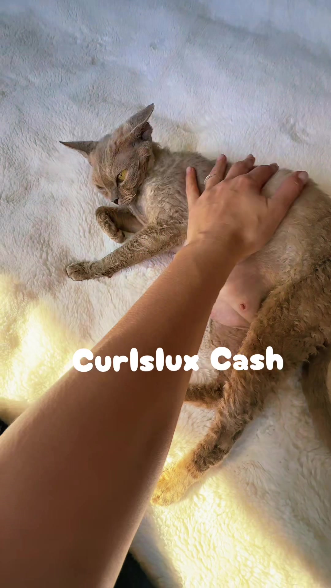 @Curlslux cattery!!🇺🇸