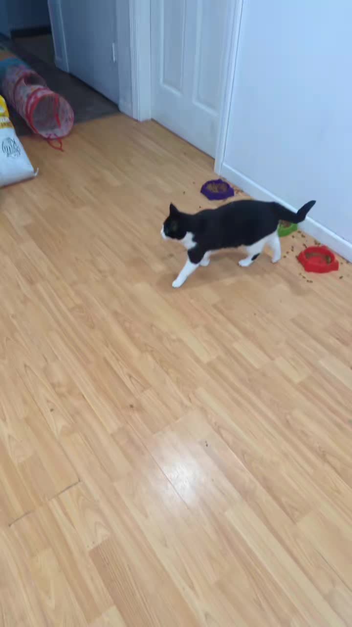 @Jessica🐾💞