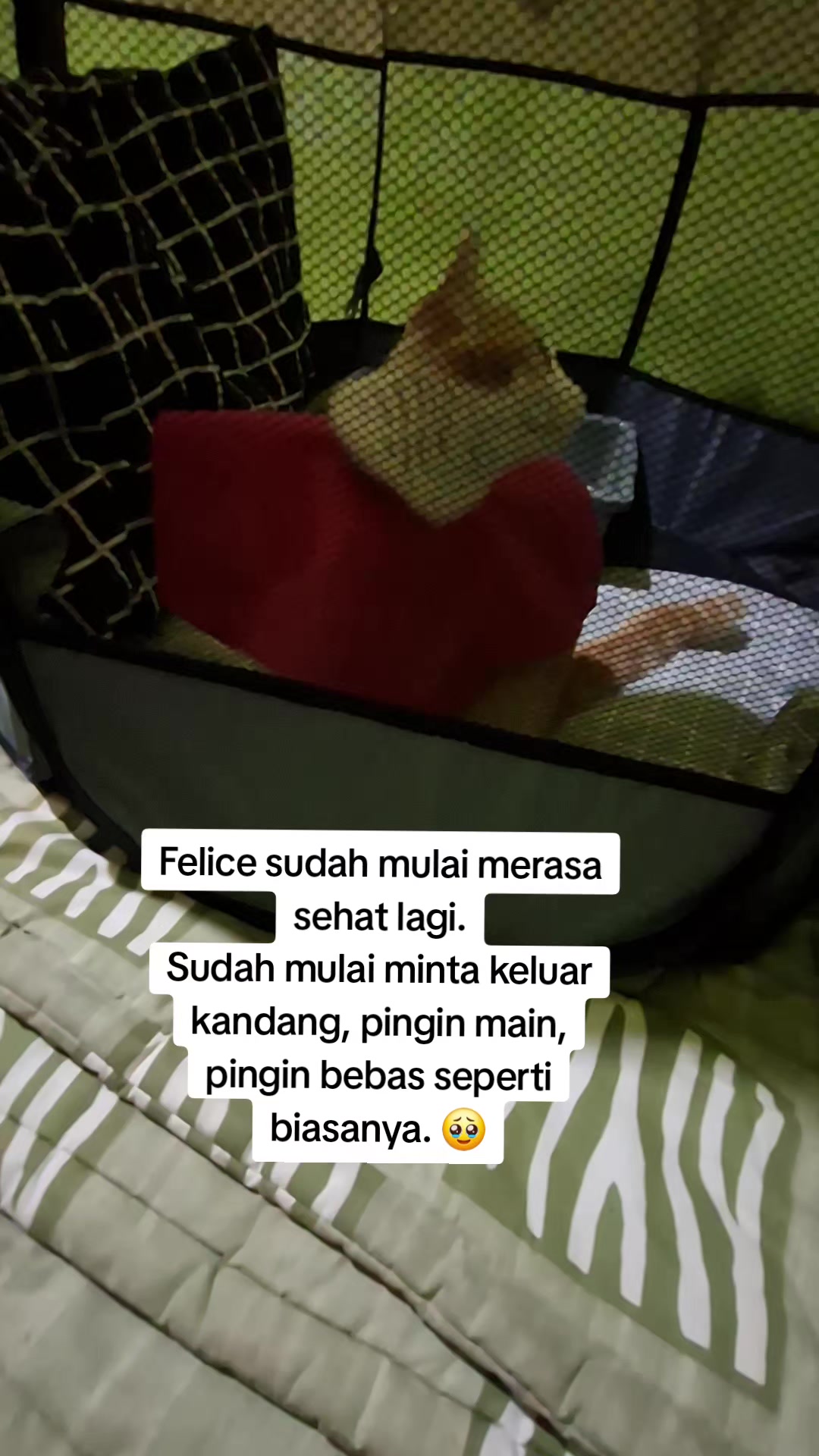 @Felice