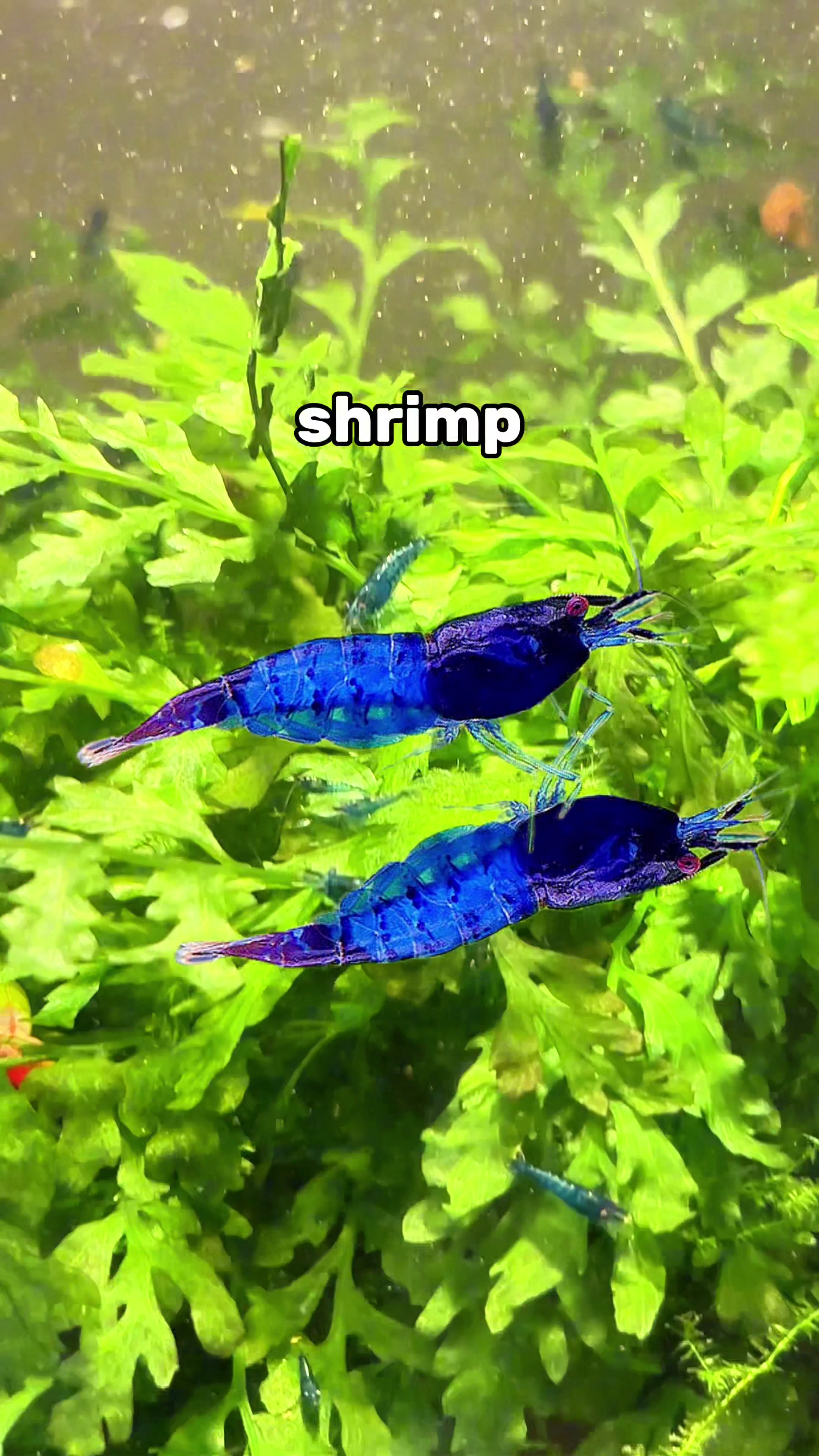 @ShrimplyTheBest