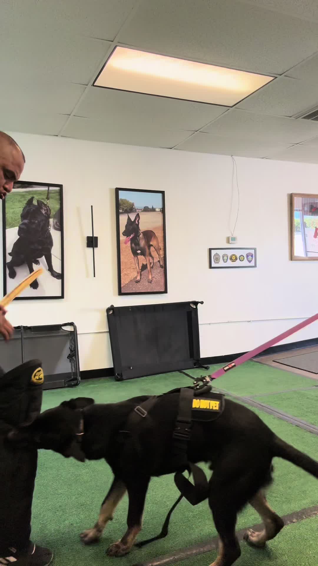 @Tactical K9s Dog Training