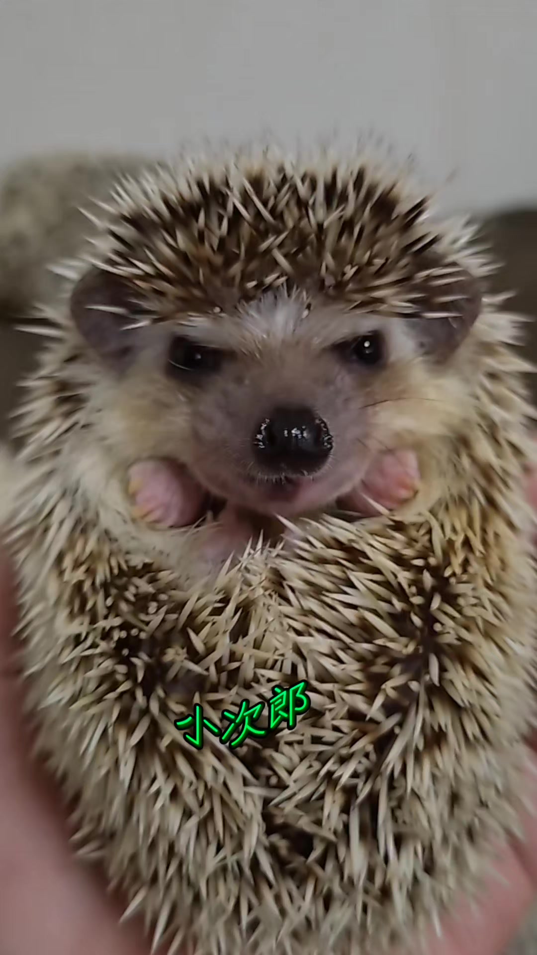 @ðŠãã«ããðŠ