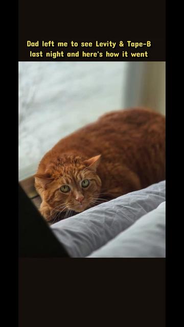 @MrFinn the cat