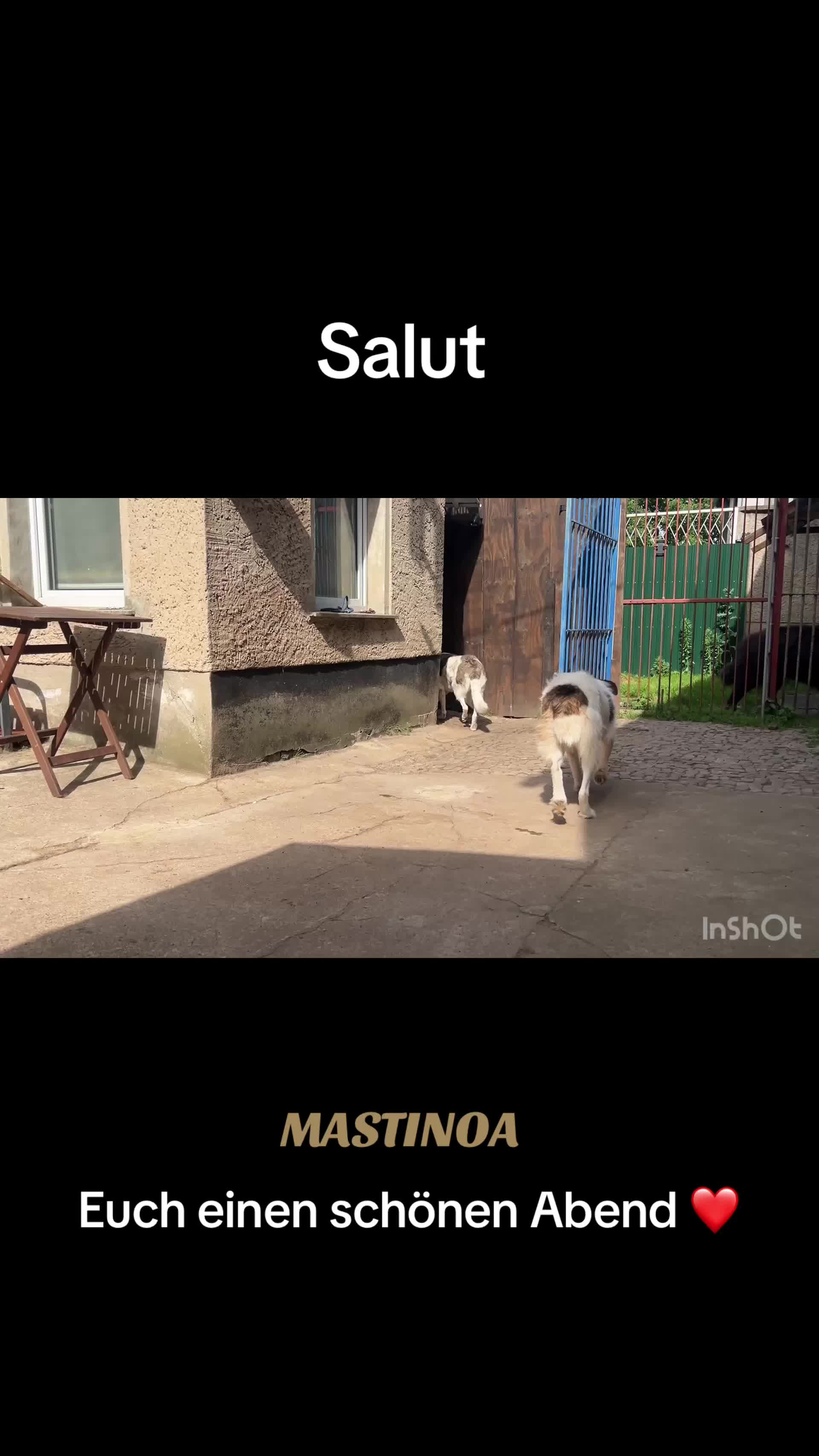 @MASTINOA pro