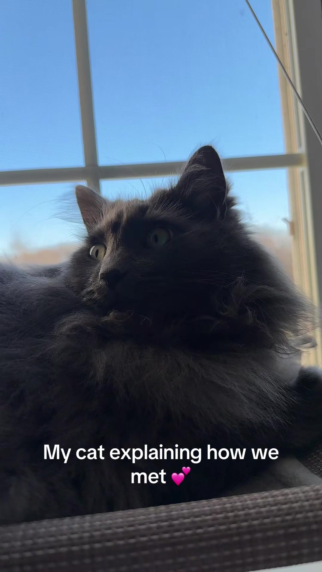@TitoNTati 🐾