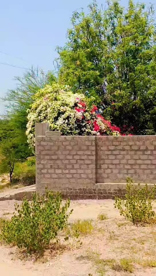 @shakeel0831