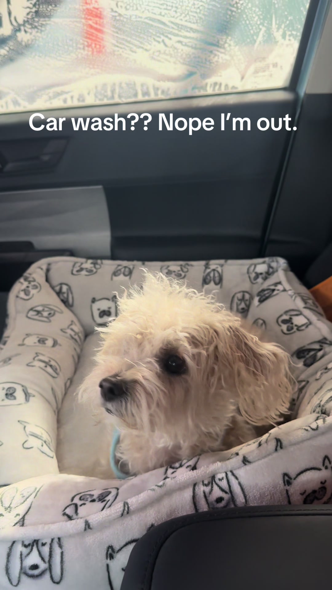 @He Was A PoodleBoi