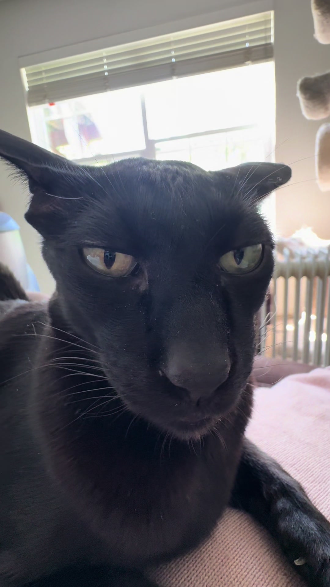 @hobbikats
