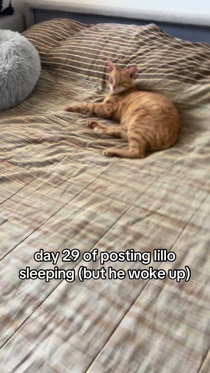 @lillo🐱🐈🐾