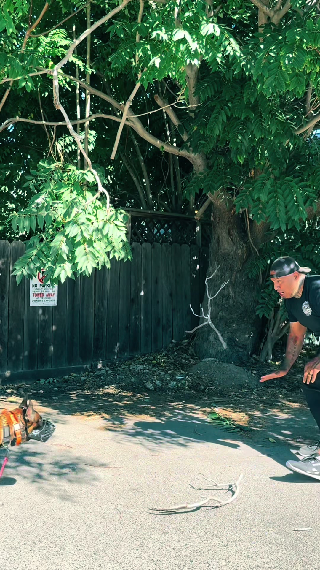 @Tactical K9s Dog Training