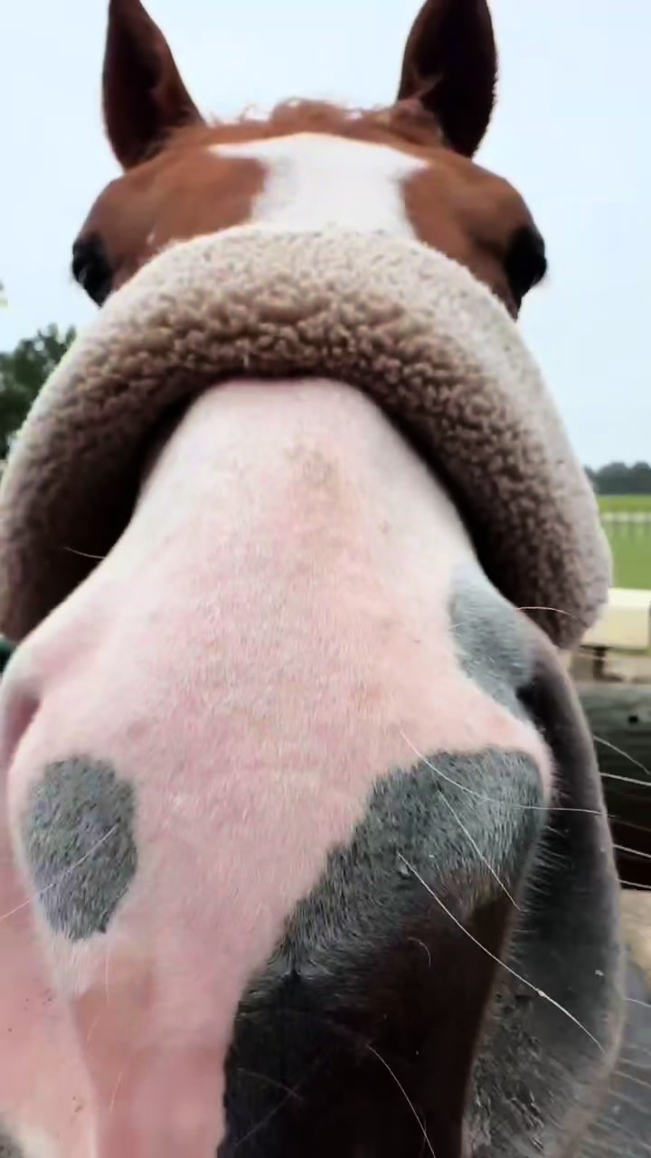@Horselife
