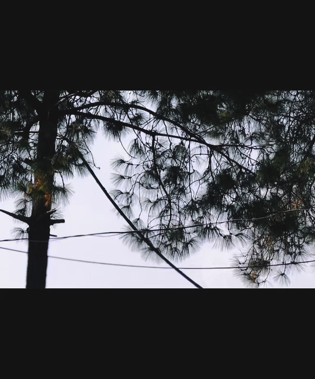 @ᴀᴅᴠᴏᴄᴀᴛᴇ ɴᴏᴍᴀɴ ʙᴀꜱʜɪʀ 👈