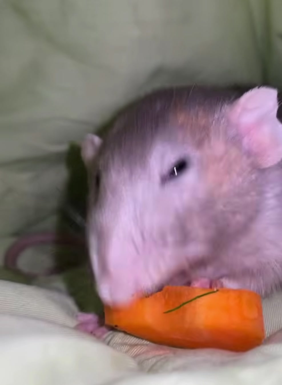 @Gargamel L'Féroce 🐀✨