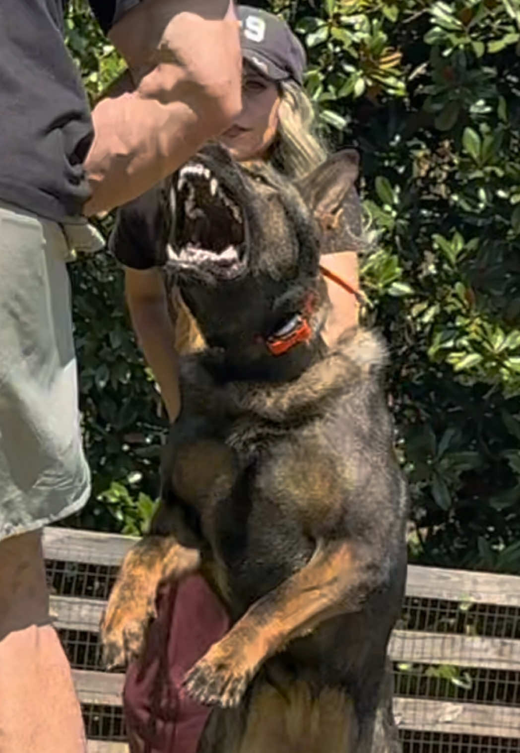 @True Guard K9 I Tara