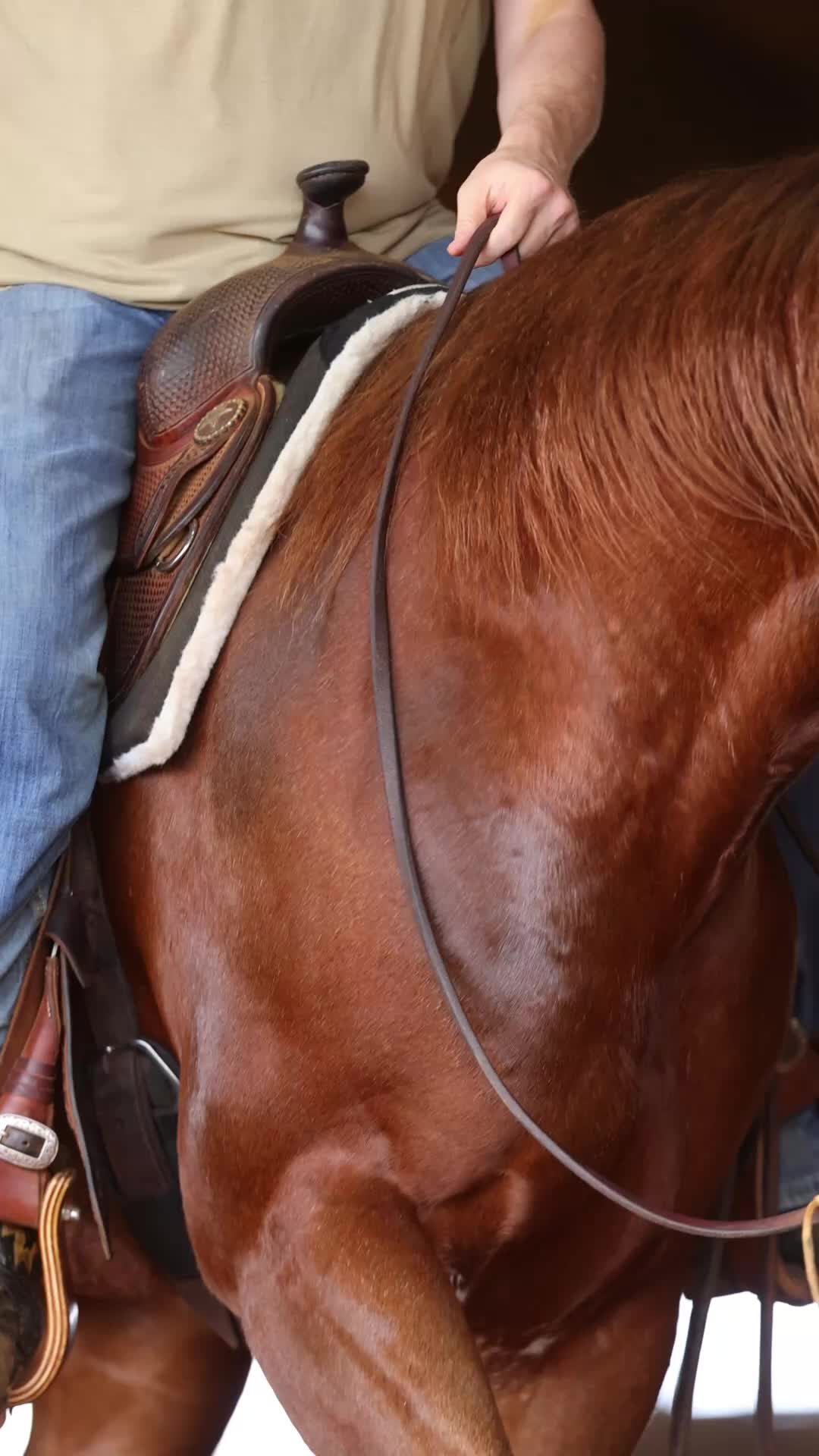 @Tom McCutcheon Reining Horses
