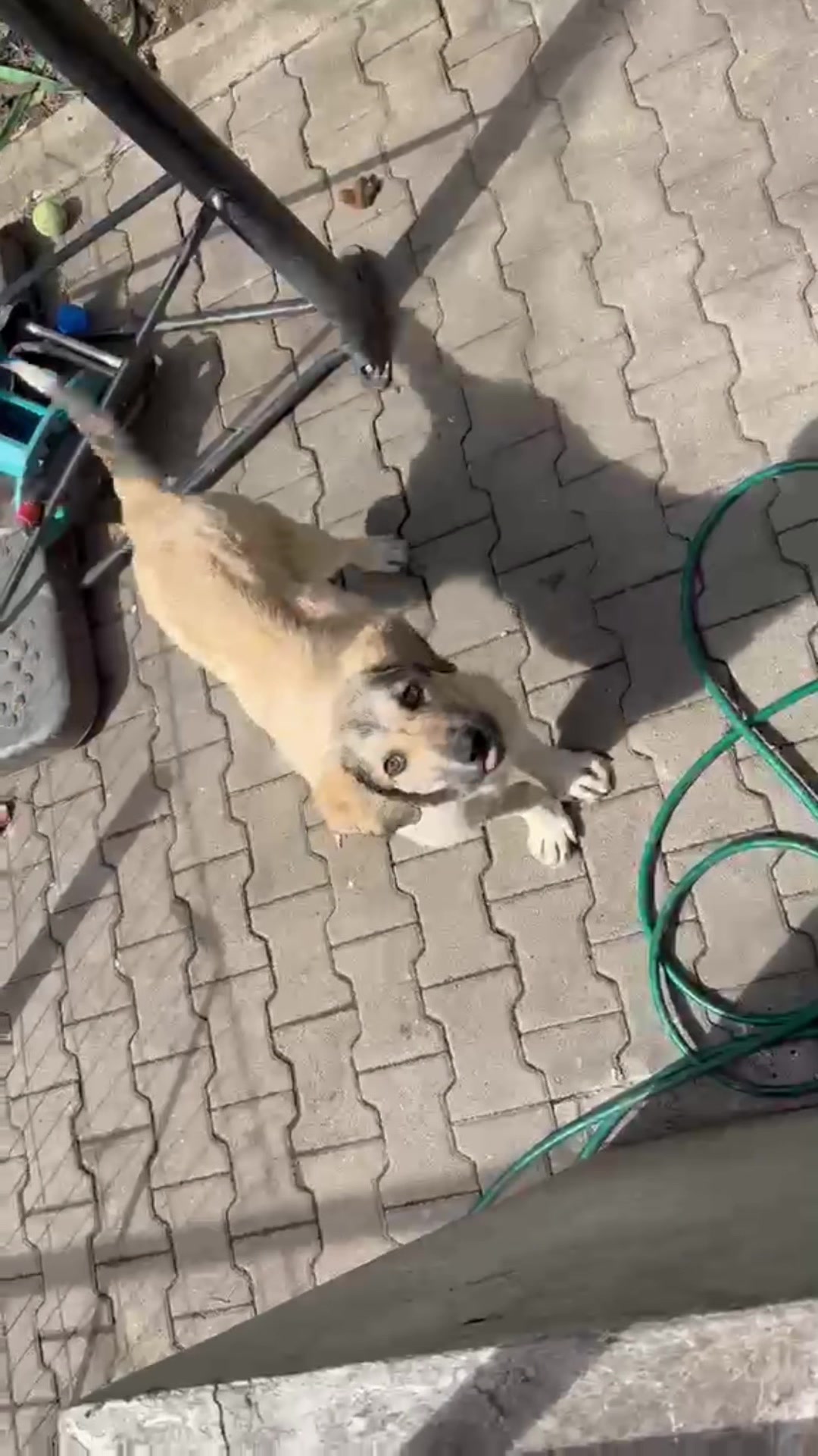 @SpecialDogs e.V.