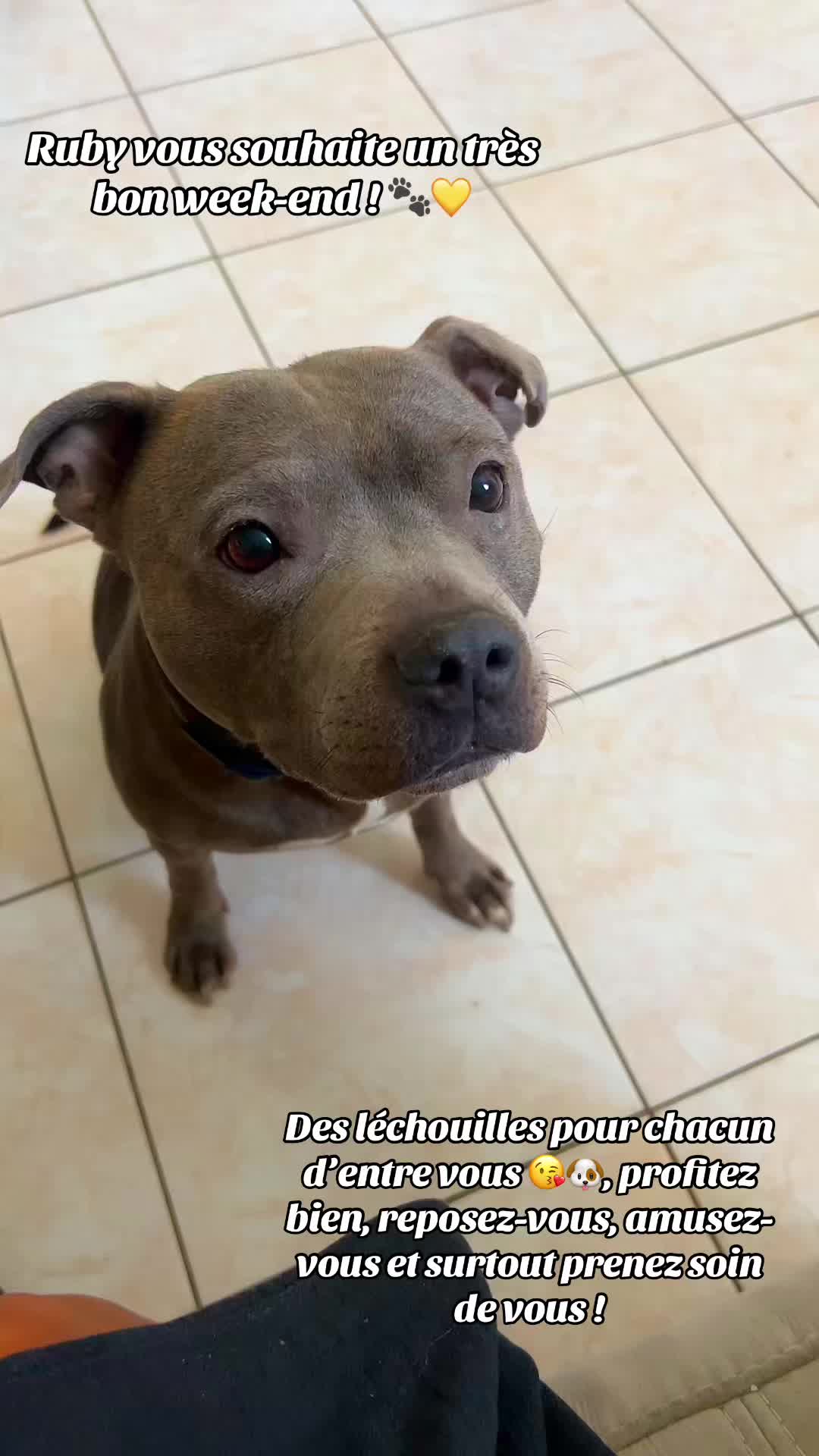 @rubylove_staffie94
