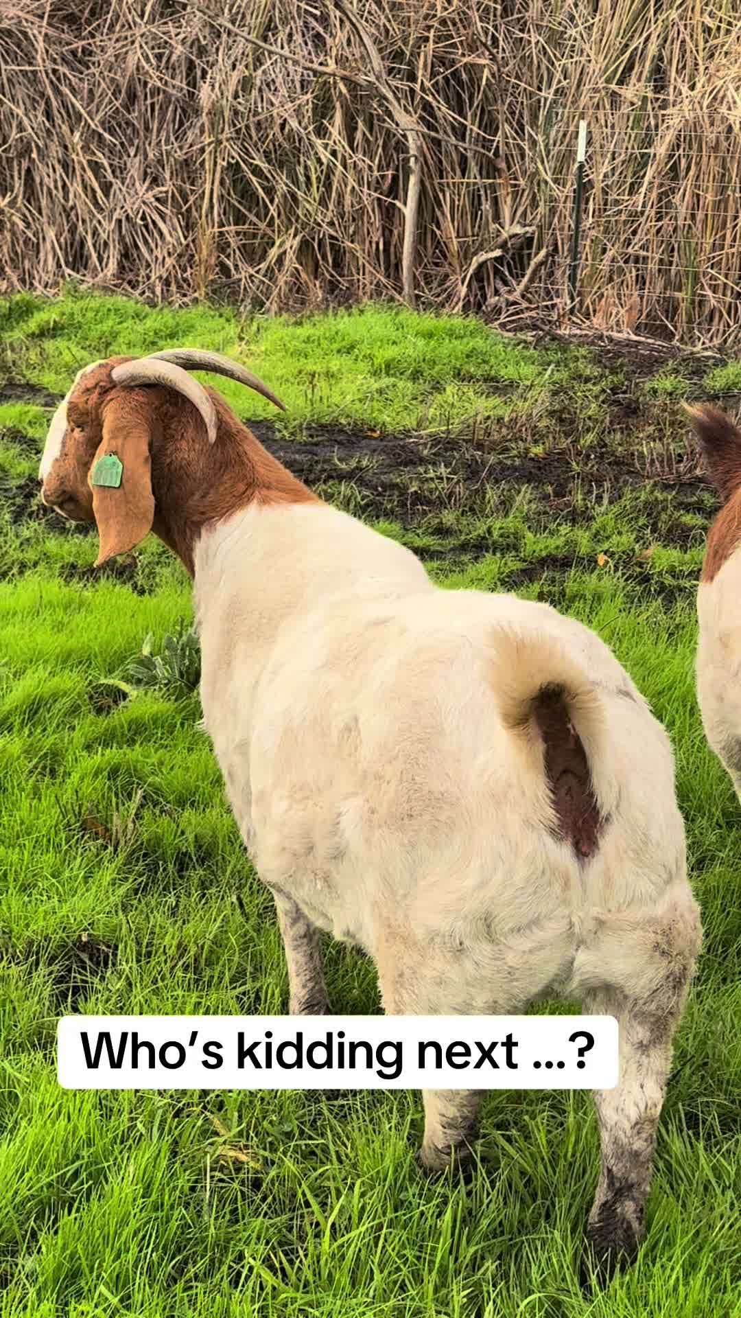 @Riverraisedboergoats