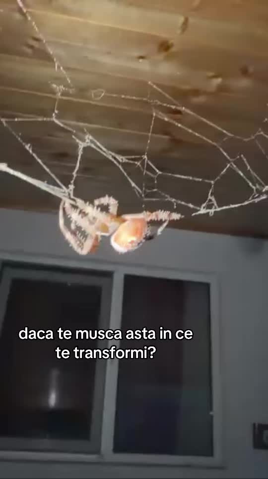 @Capitanul