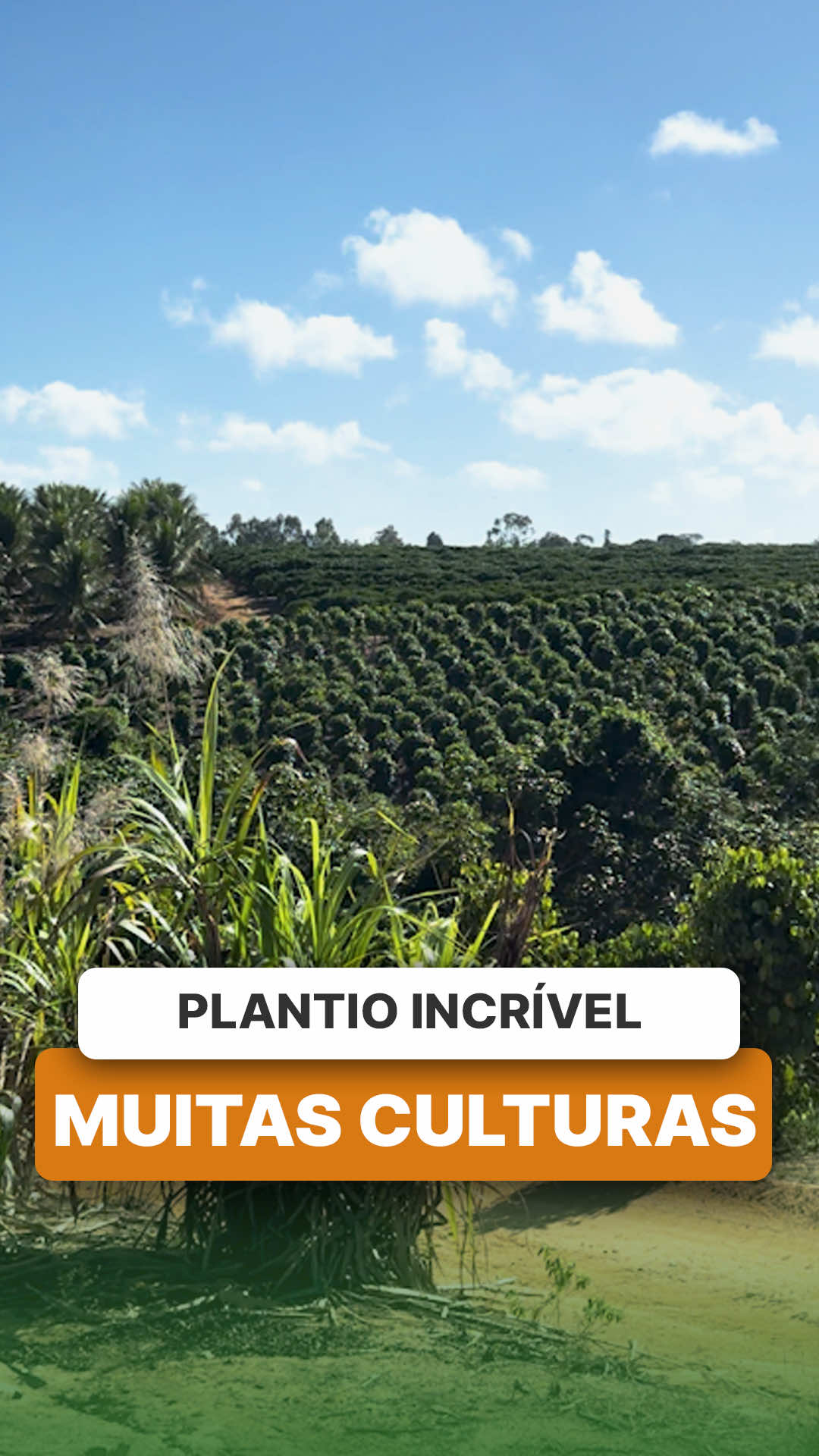 @ViveiroProMudas