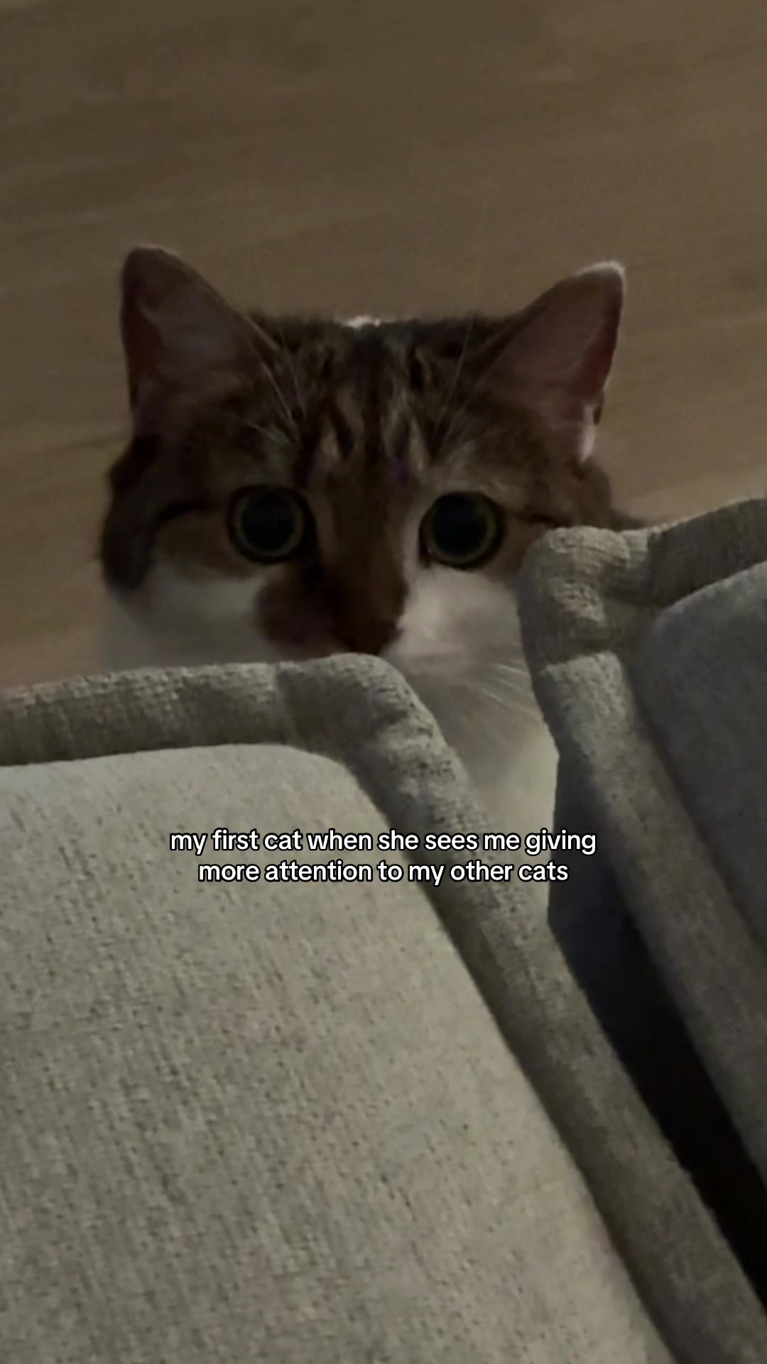 @Suki Purrs