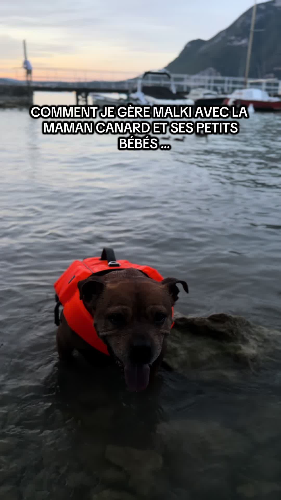 @🐾 Malki Red Star 🐾