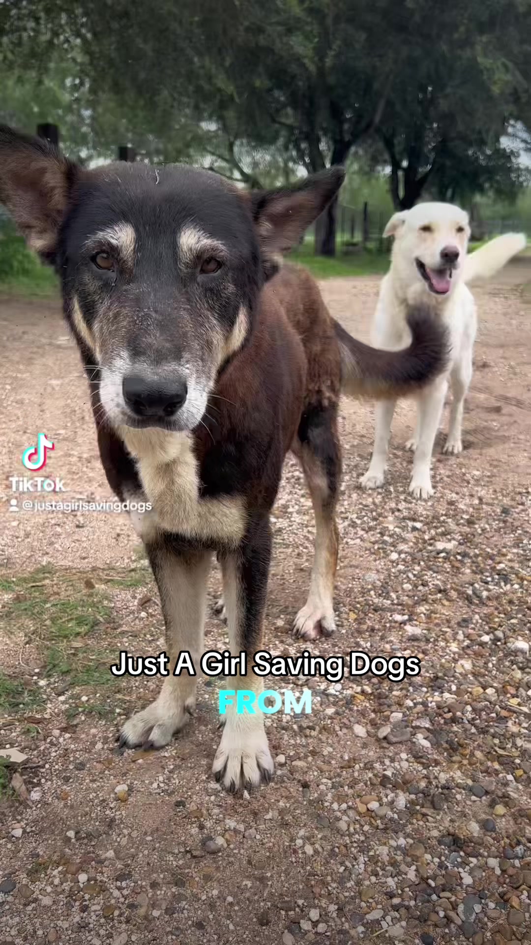 @Just A Girl Saving Dogs