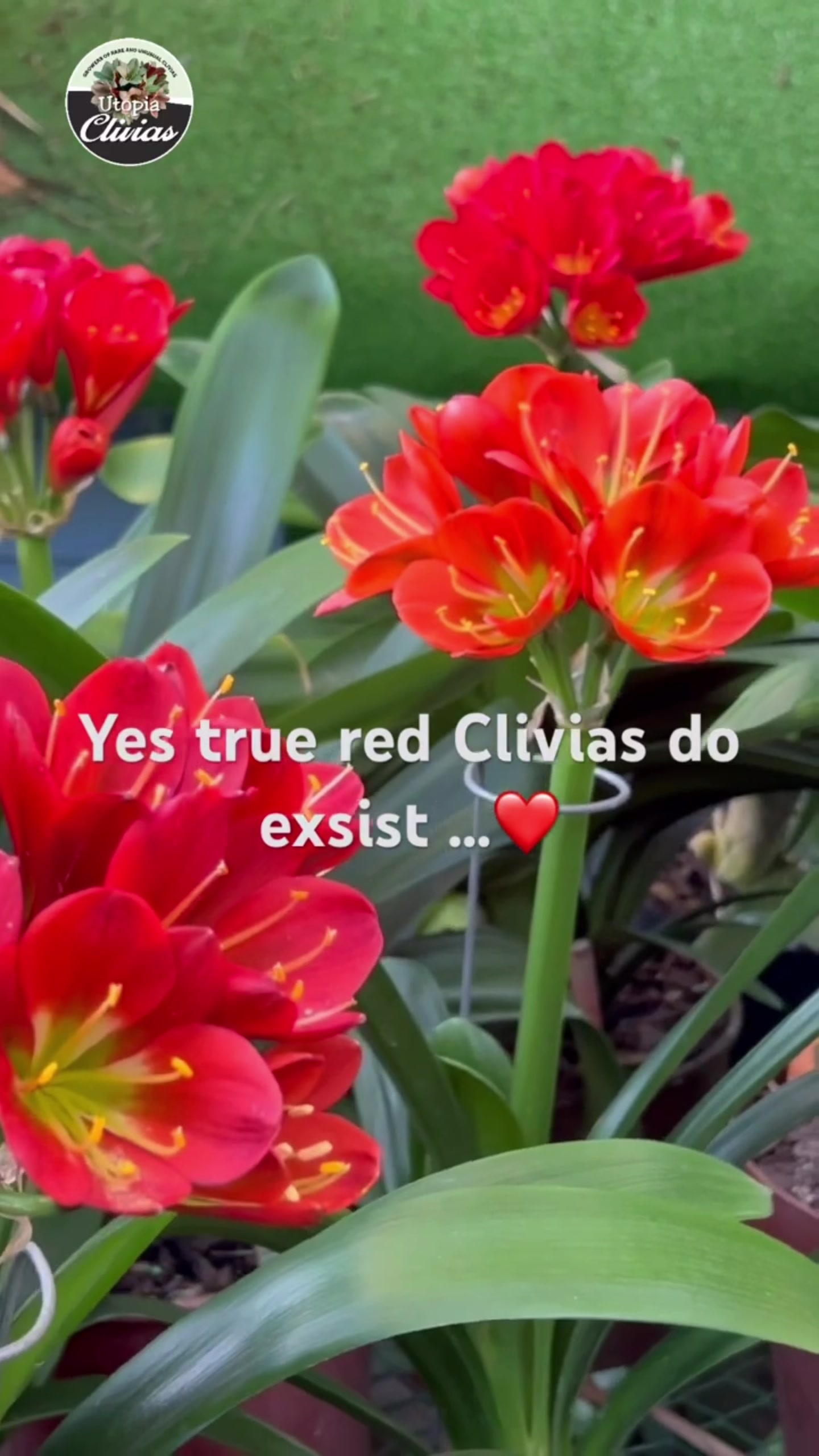 @utopiaclivias