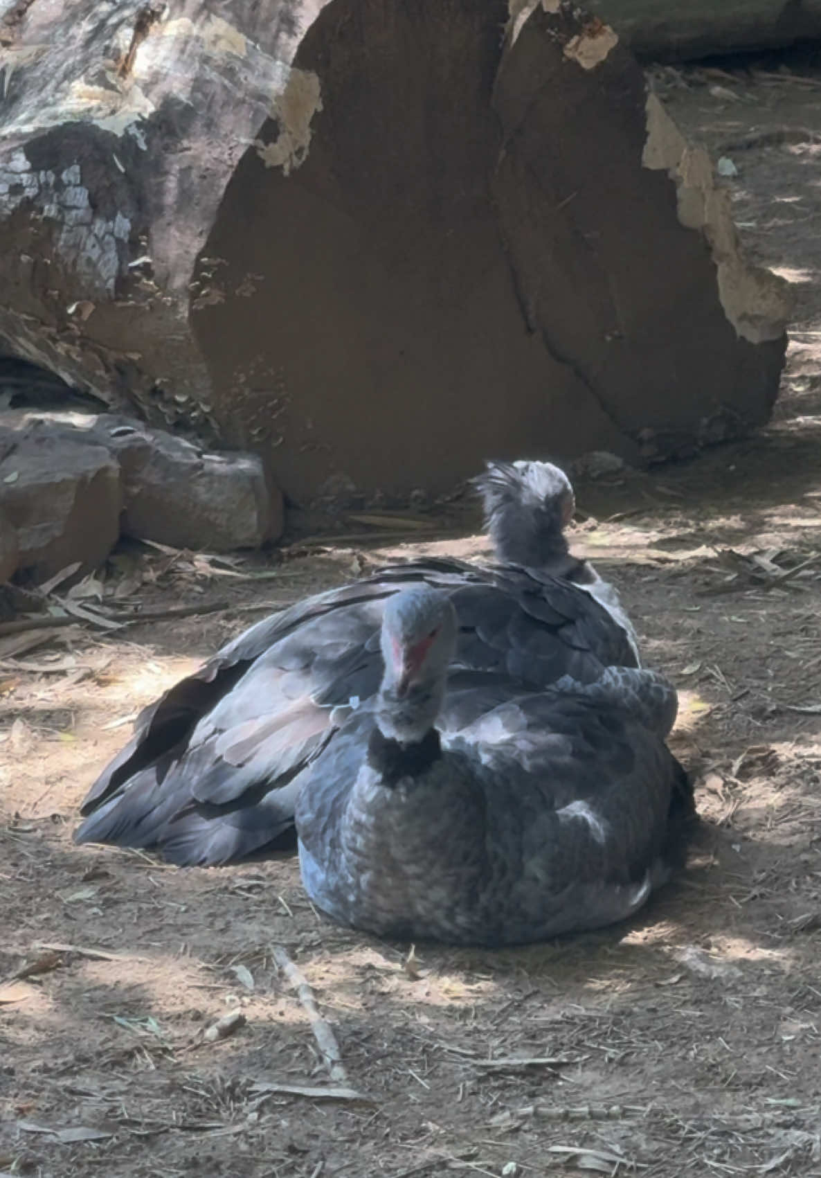 @memphiszoo