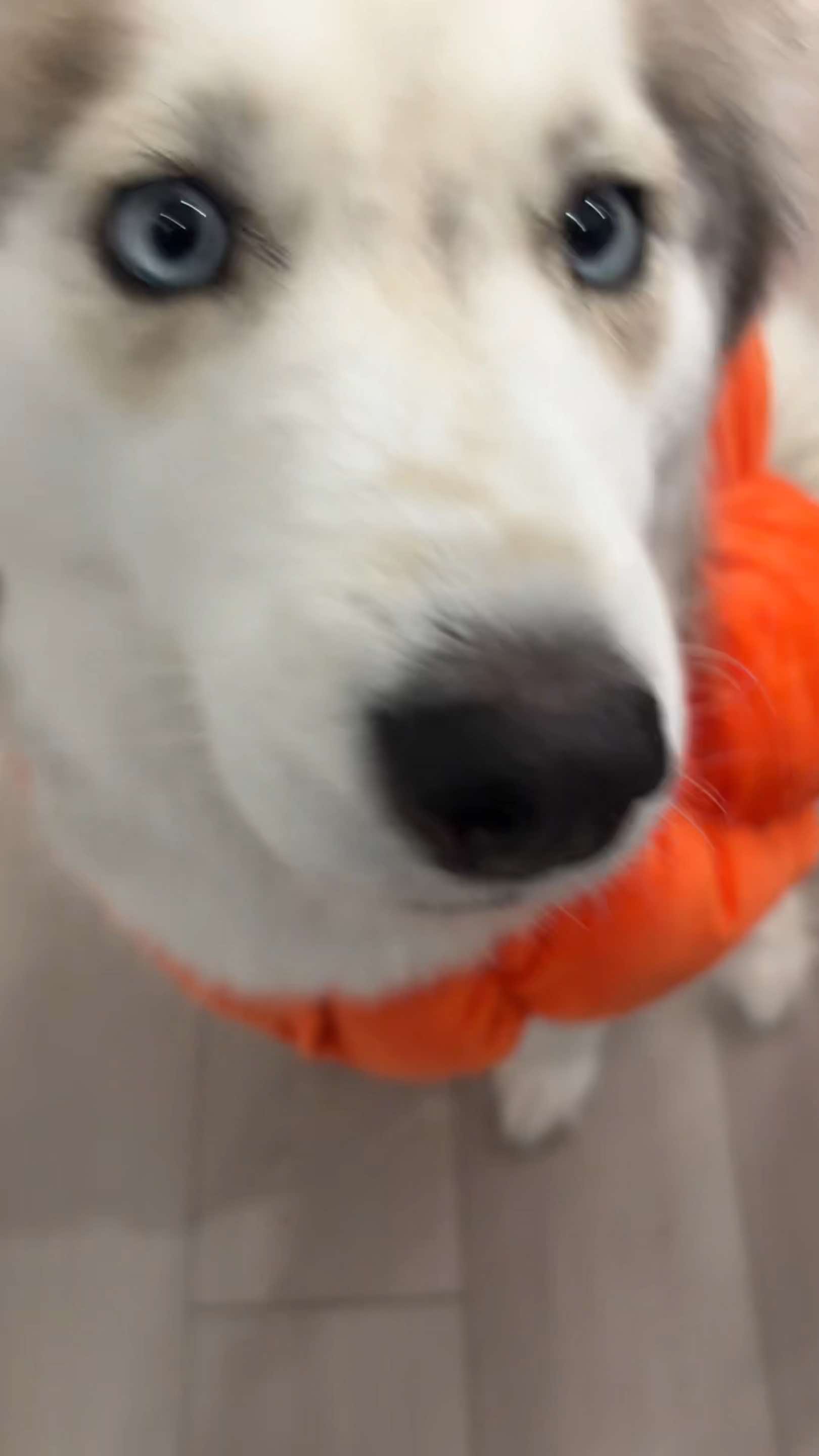 @lifewith2huskies