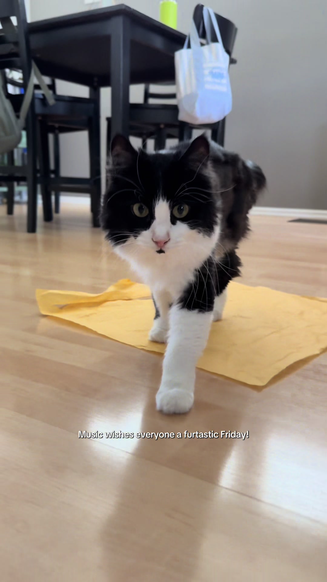 @furtastic4cats