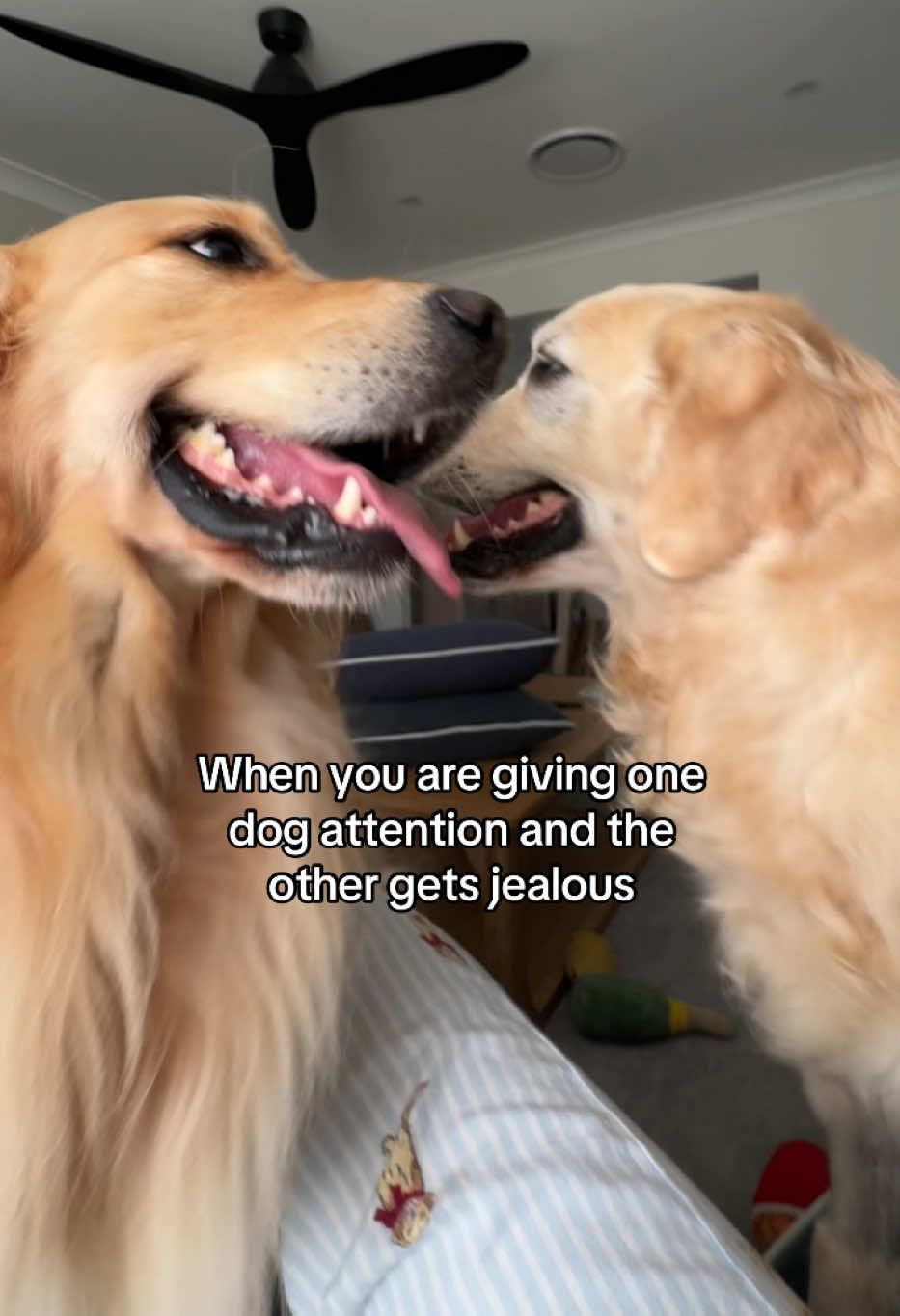 @lunas_golden_life