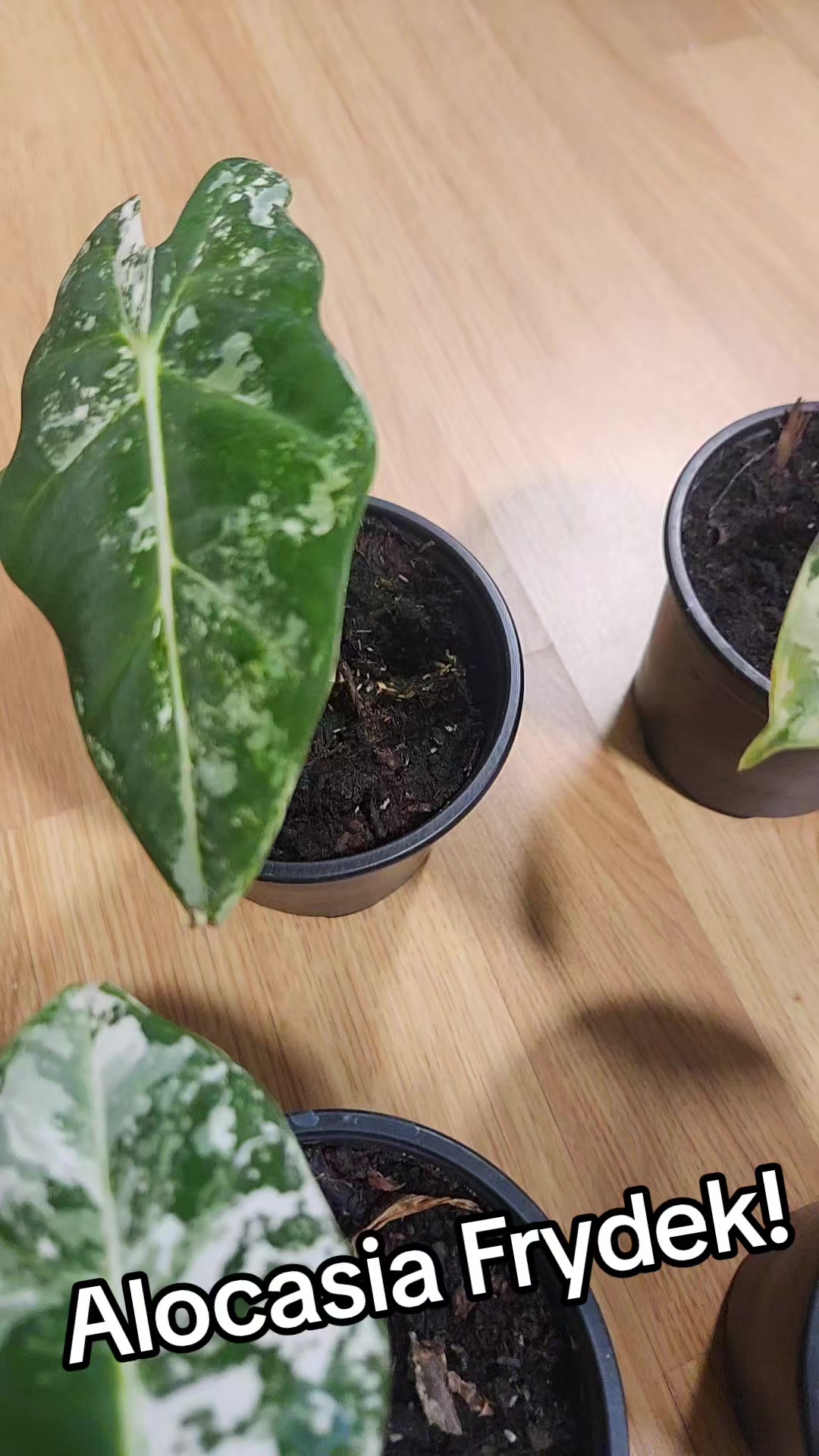 @Plants&Parks