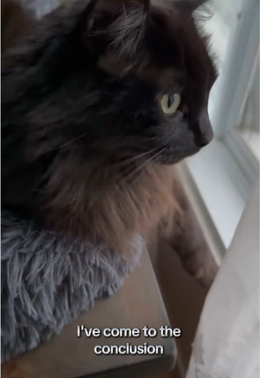 @Sir FluffyButt,the cat🇨🇦🇺🇦