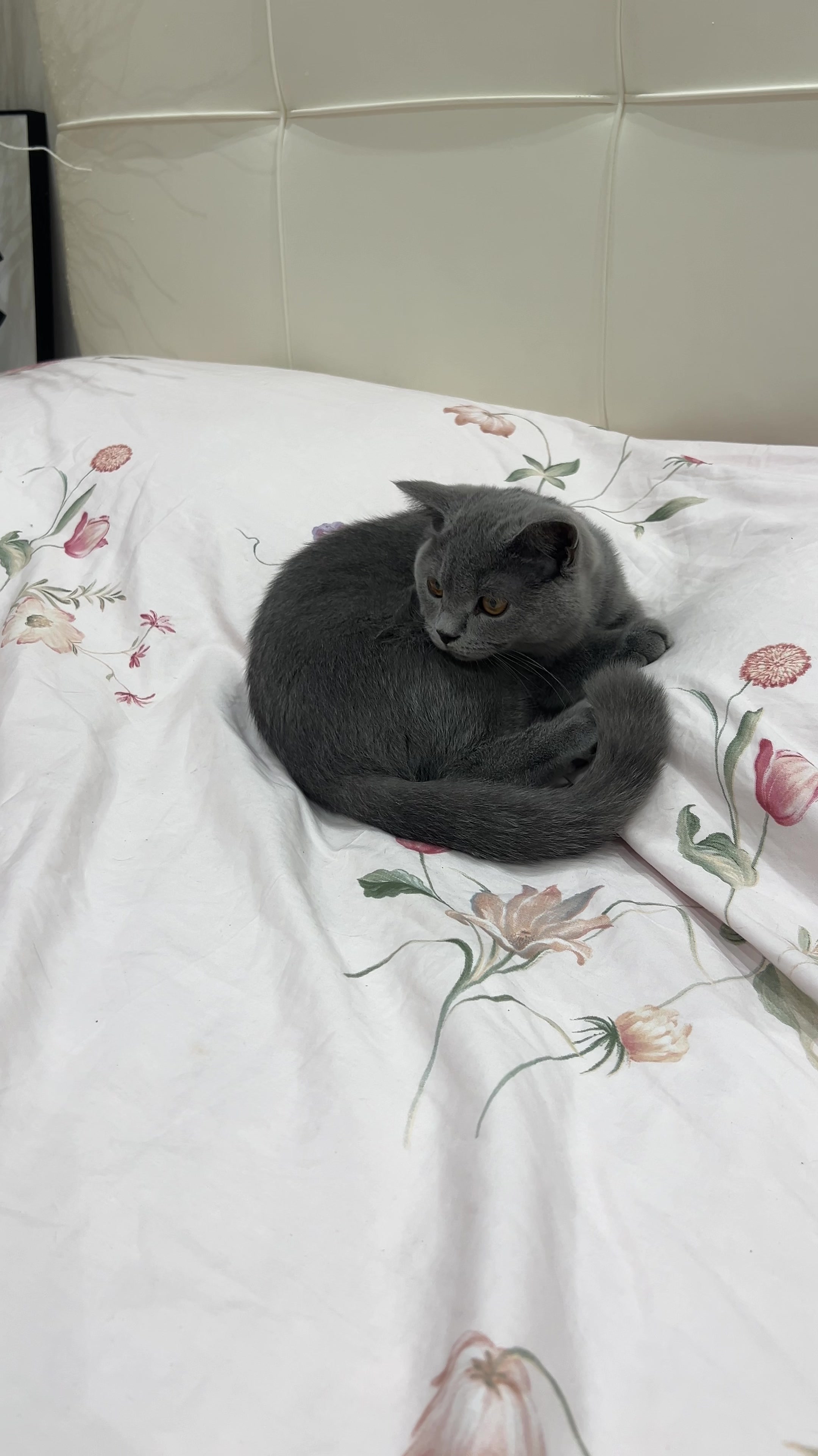 @kittens_uz