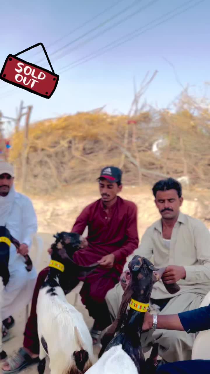 @✨.زاهد سولنگي واپاري. 🐐