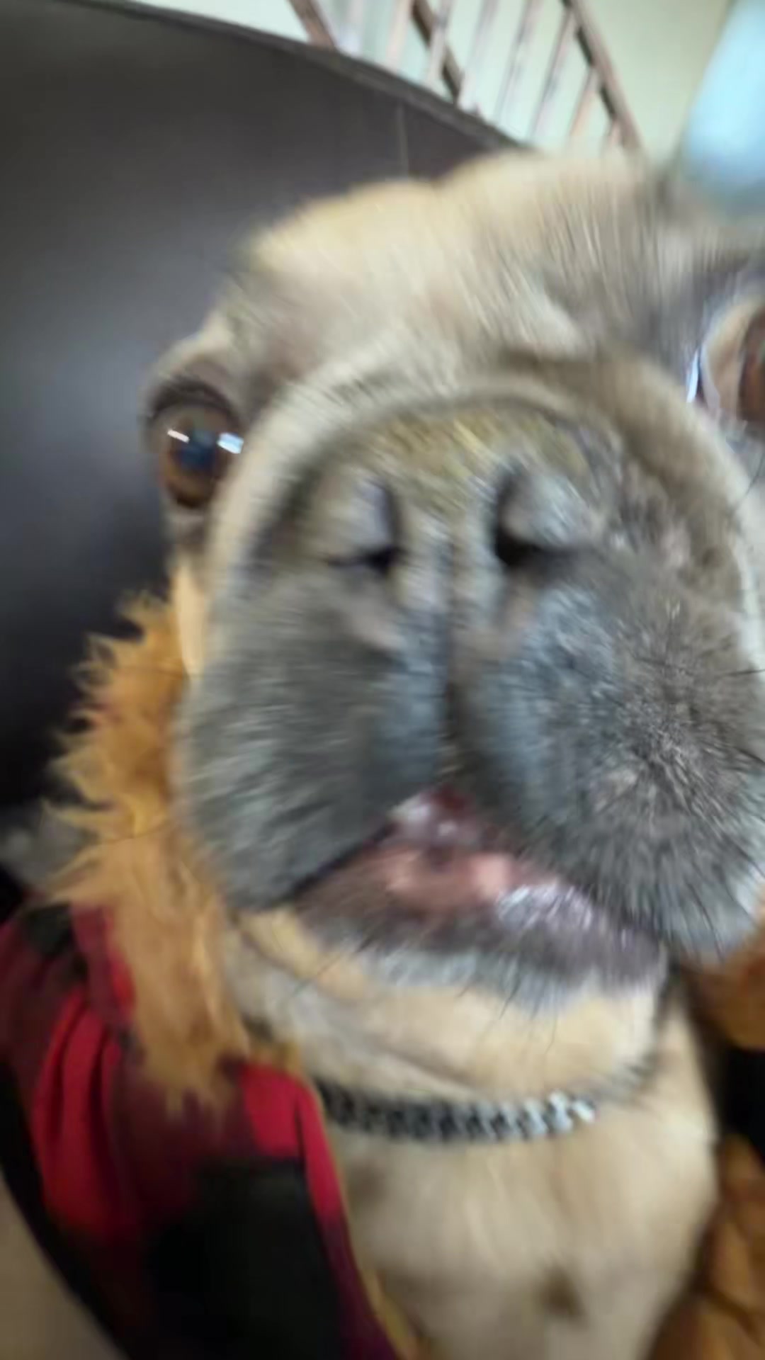 @bentleytheg0at