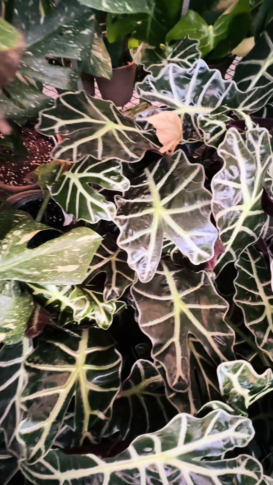 @Parker’s Garden