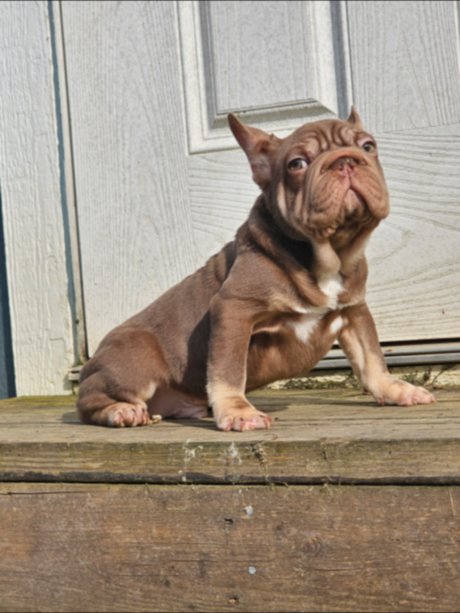 @Diamond State French Bulldogs