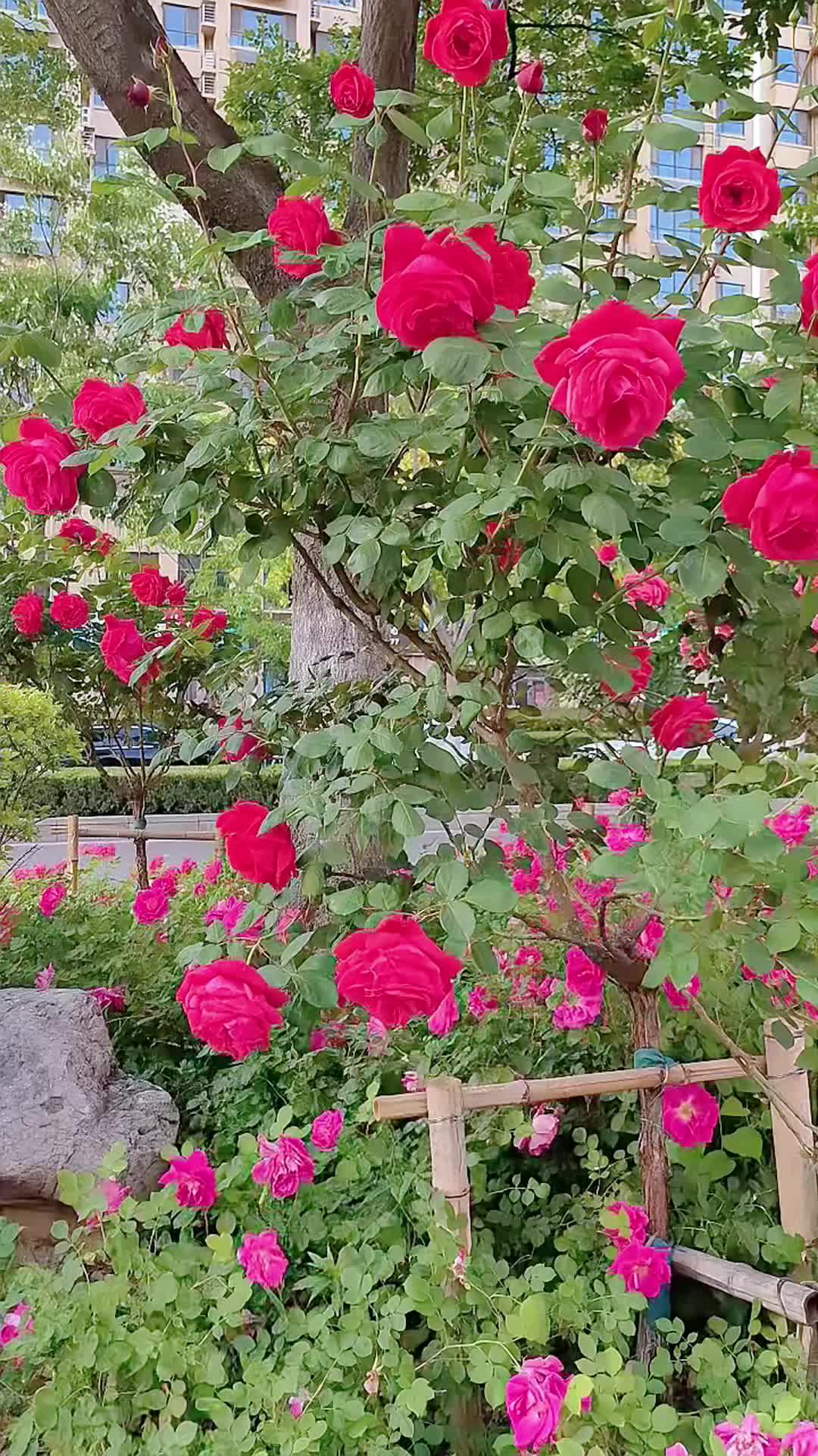 @lrdgdwxpq03212