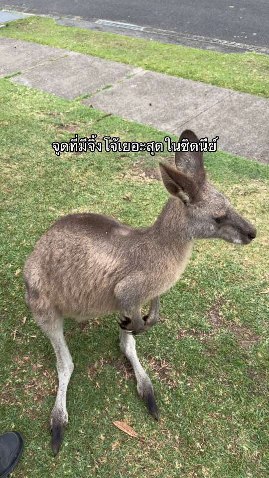 @ทีน่าร้อยโลมูจนได้จดทะเบียนออส