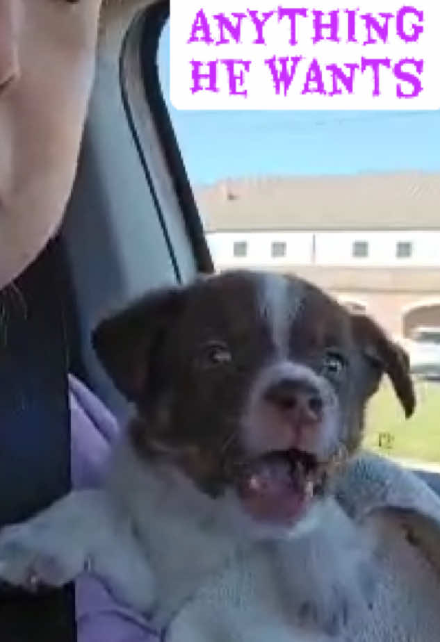 @Jessica ForgottenDogLeague
