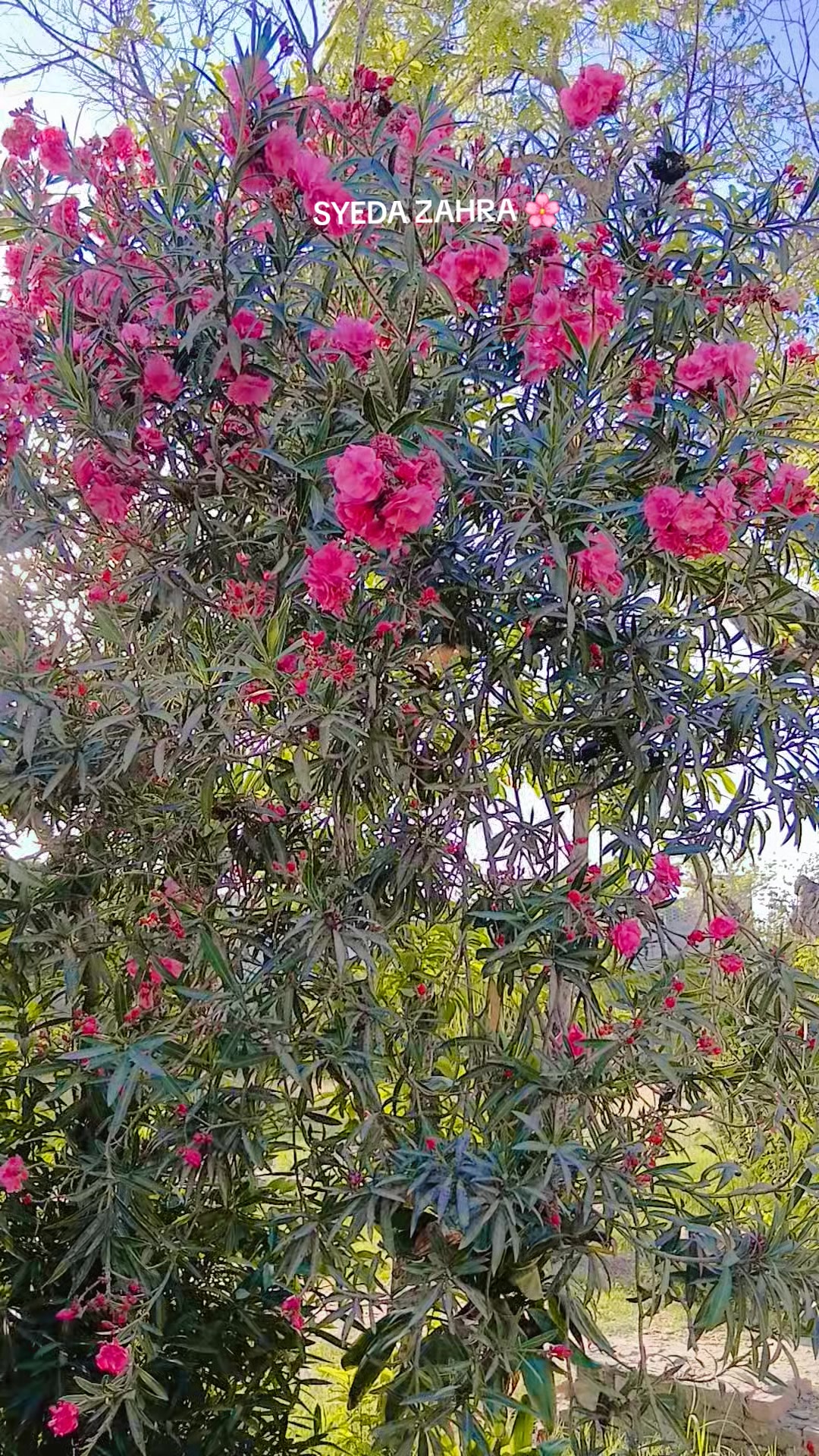 @SYEDA ZAHRA