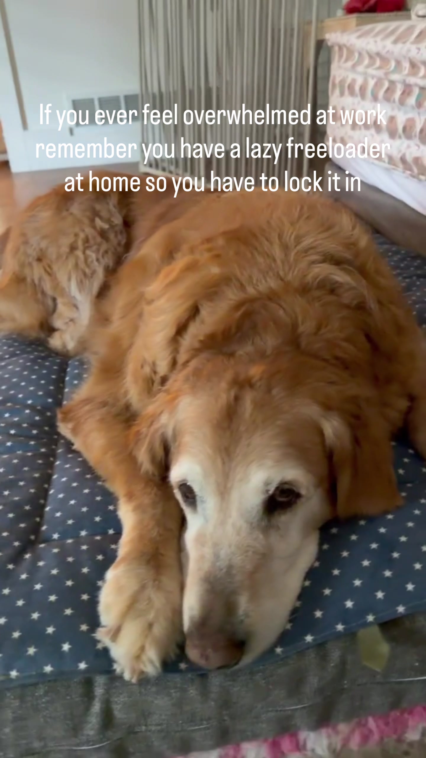 @DogMomisms