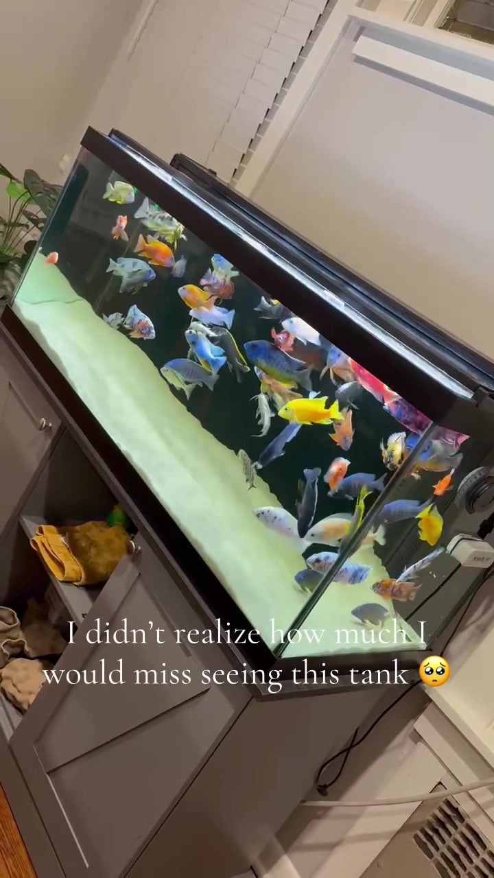 @Tony’s Tanks