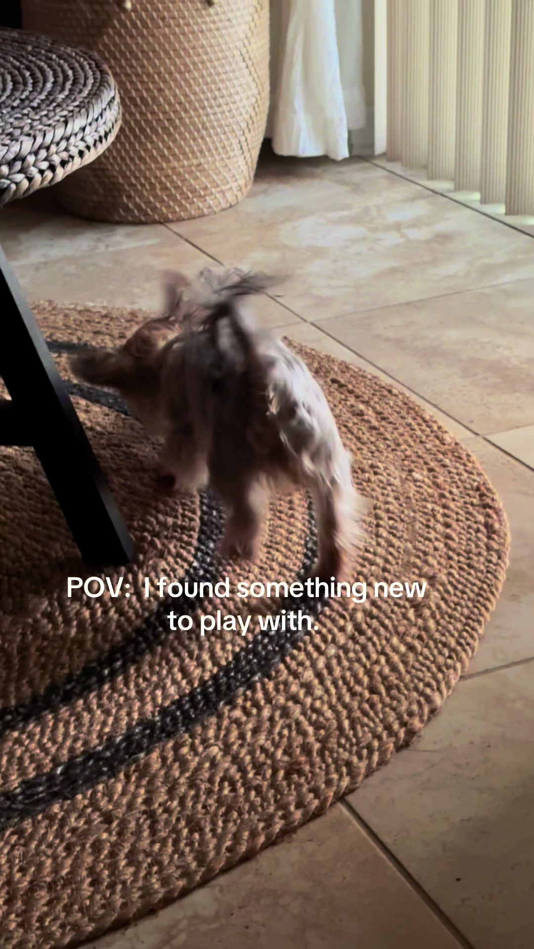 @Penny the Yorkie
